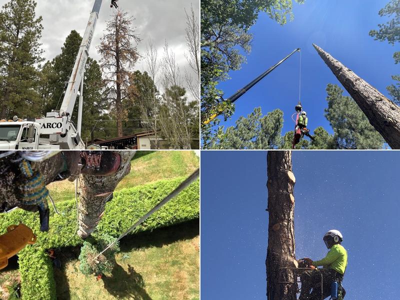 C&M Tree Service LLC