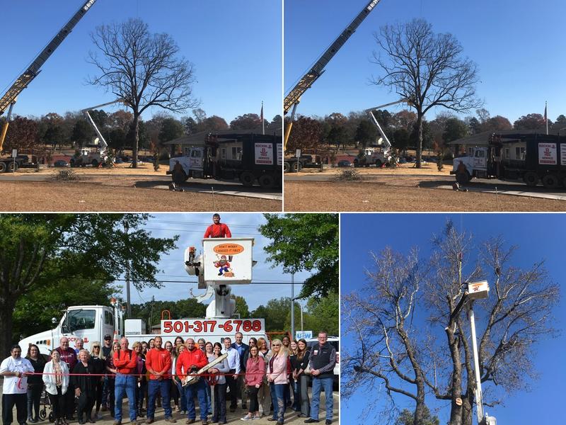 Rockin B Tree Service