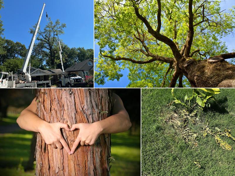 Robinson Tree Service