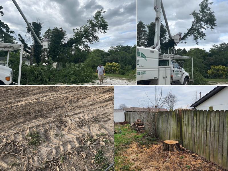 Low Rate Tree Service