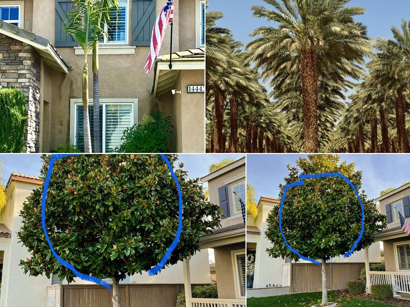 ACE Tree Trimming Service