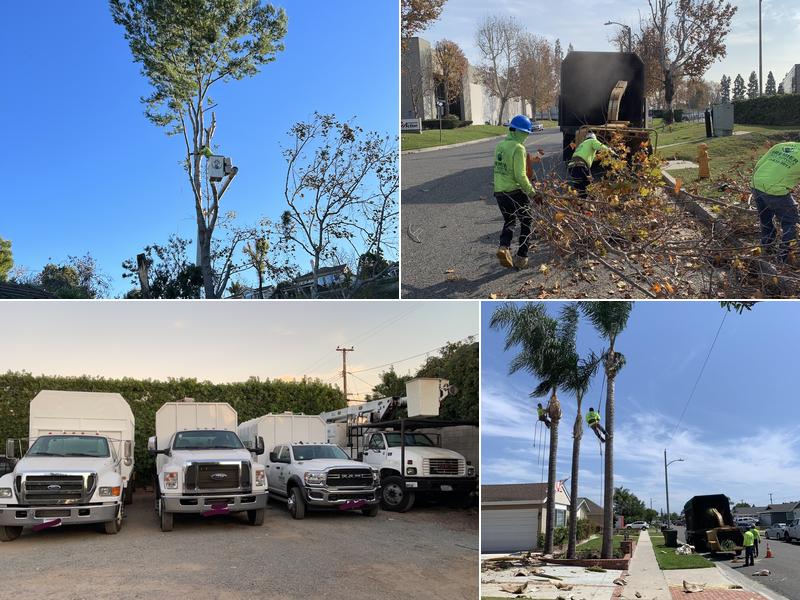 Premier Tree Experts