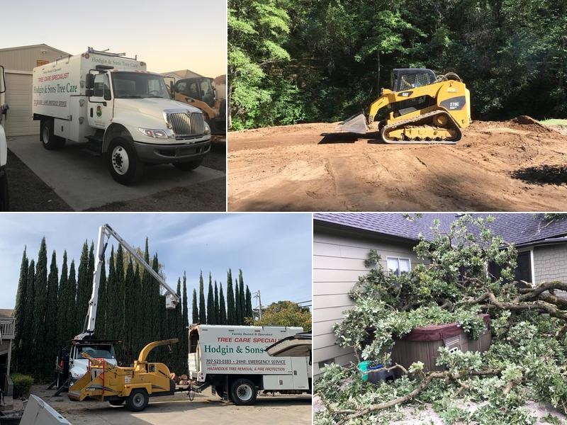 Hodgin & Sons Tree Care