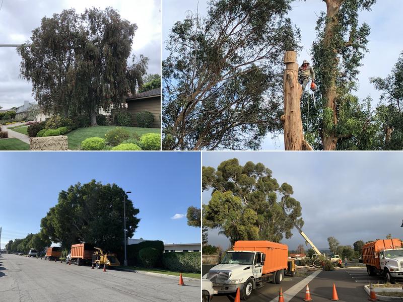 Freddy's Tree Service