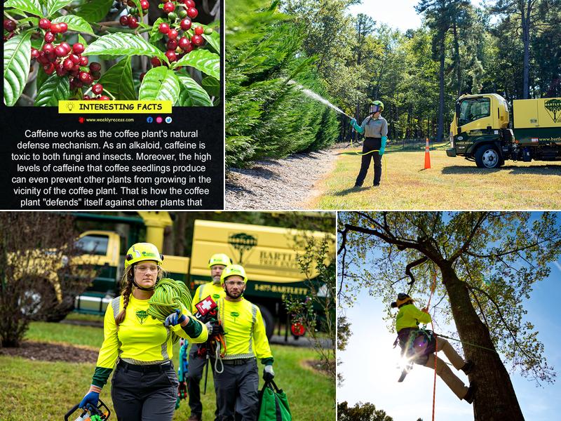 Bartlett Tree Experts