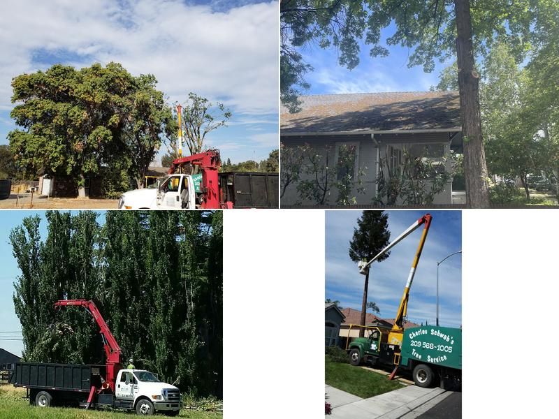 Charles Schwab's Tree Service Inc.