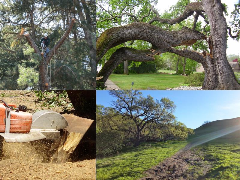 Traverso Tree Service