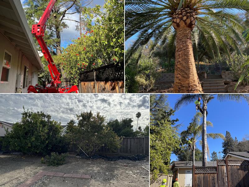 Majestic Tree Service