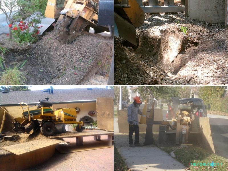 East Bay Stump Removal