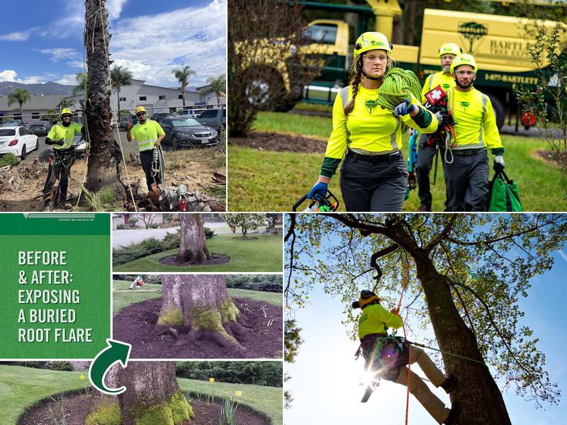 Bartlett Tree Experts