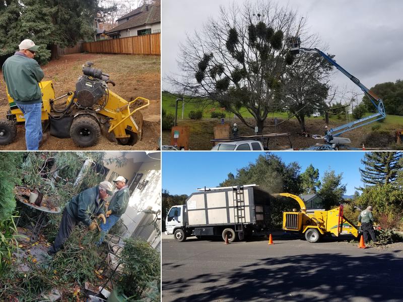 Sagrero Tree Service