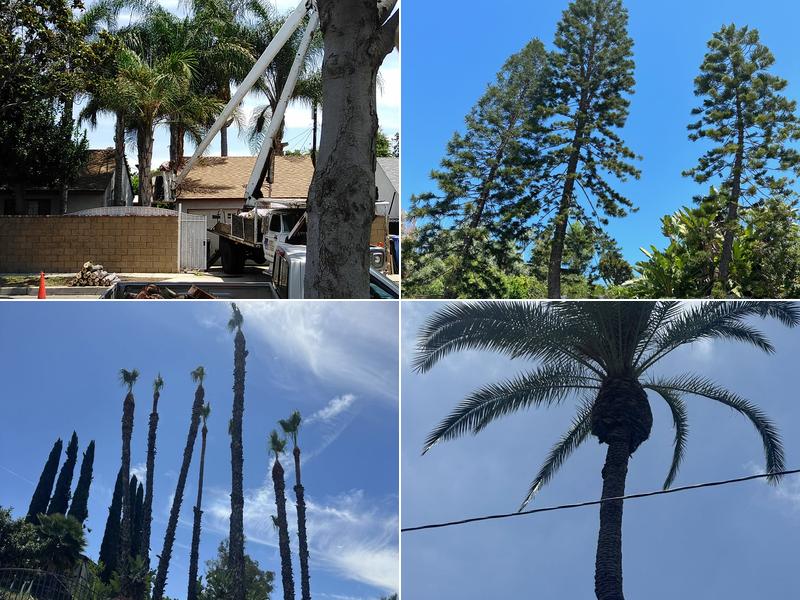 Chavez Tree Service Inc