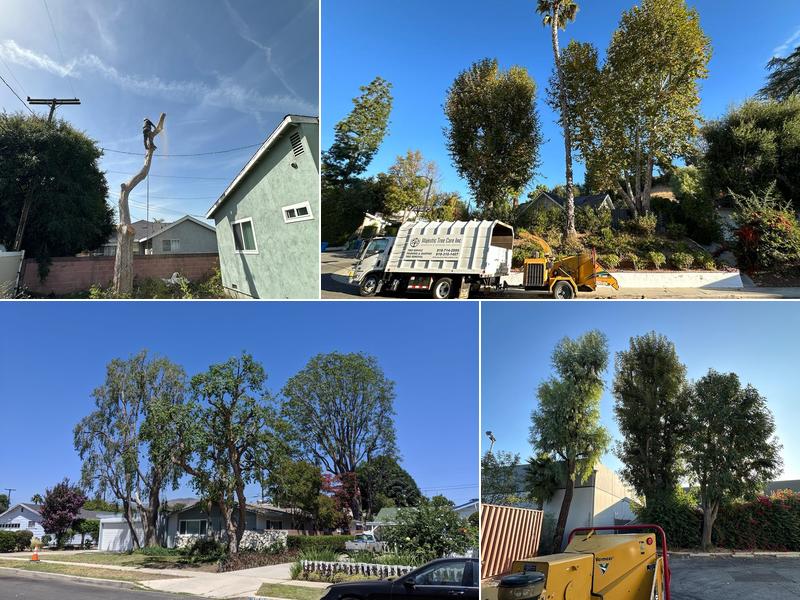 Majestic Tree Care Inc