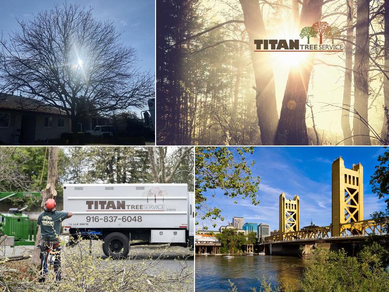 Titan Tree Service