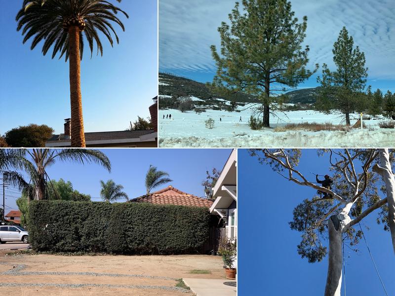 Red Maple Tree service