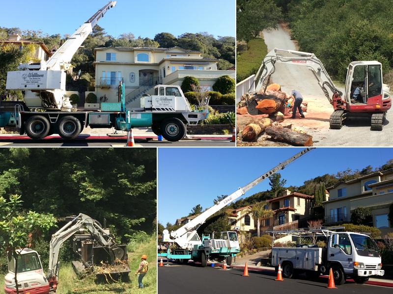 Williams Tree Service