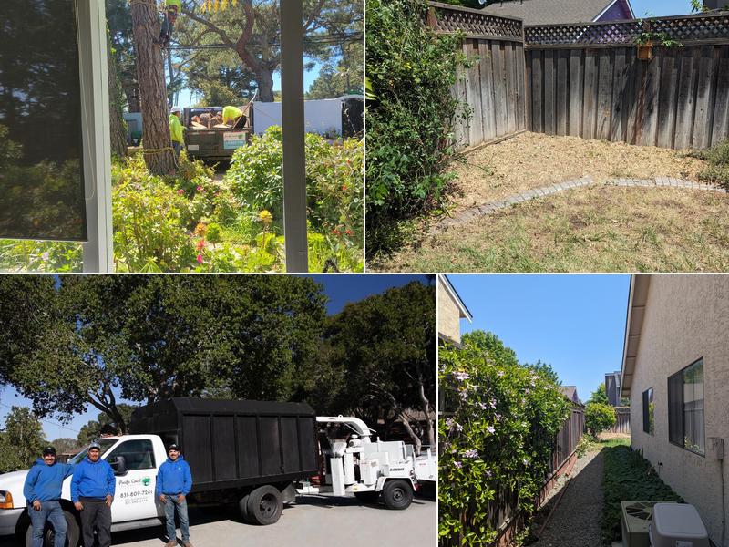 Pacific Coast Tree Service