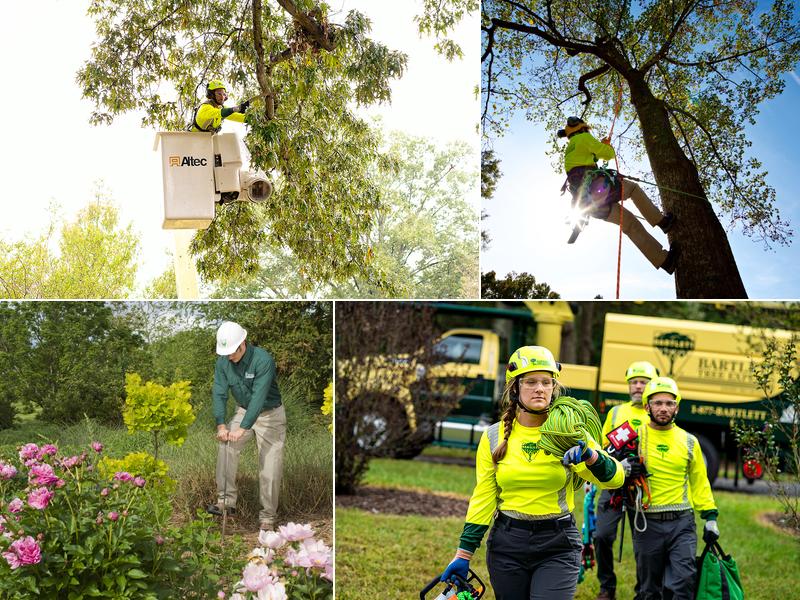 Bartlett Tree Experts