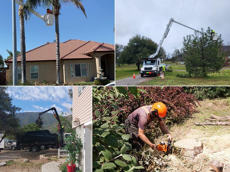 Cal State Tree Service