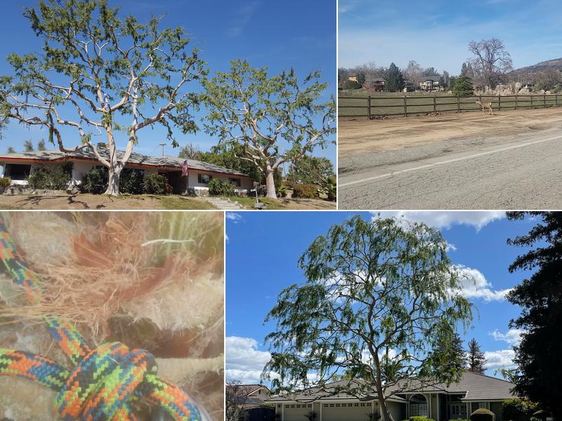 Mario's Tree Services