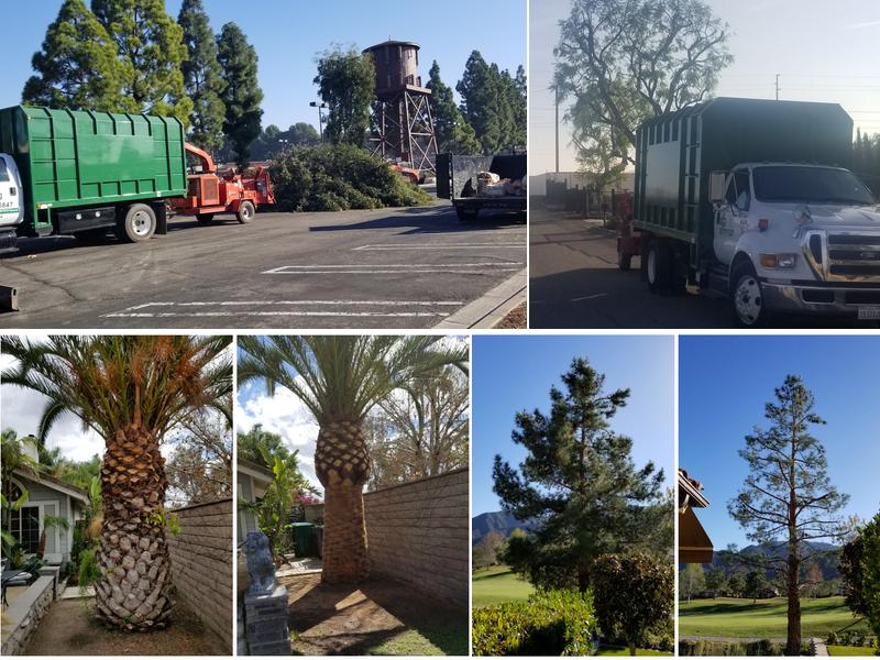 Al and Sons Tree Service