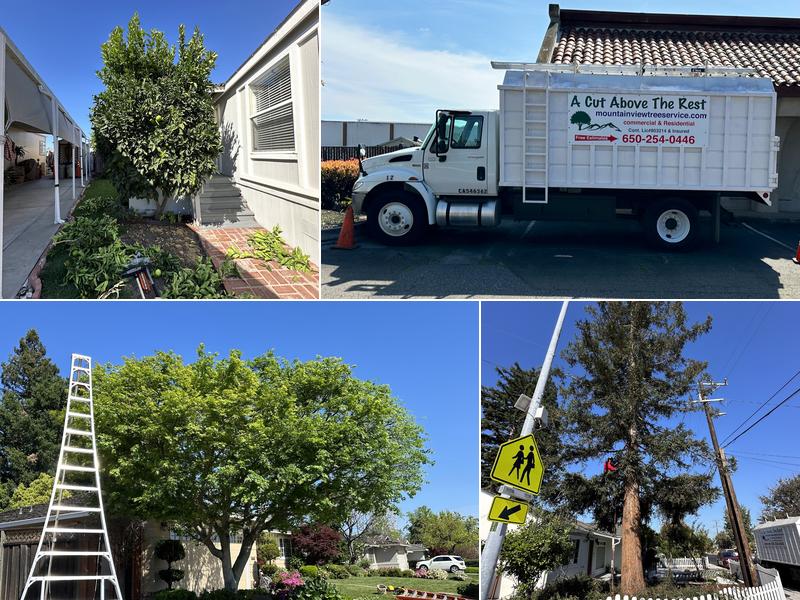 Mountain View Tree Service