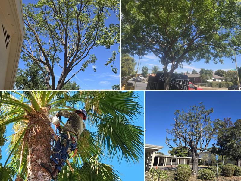 LJR TREE SERVICES INC.