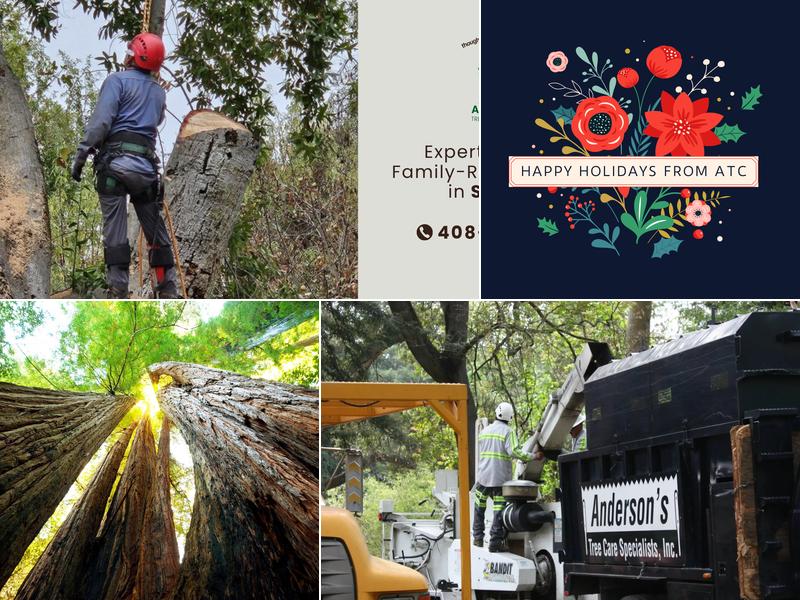 Anderson's Tree Care Specialists