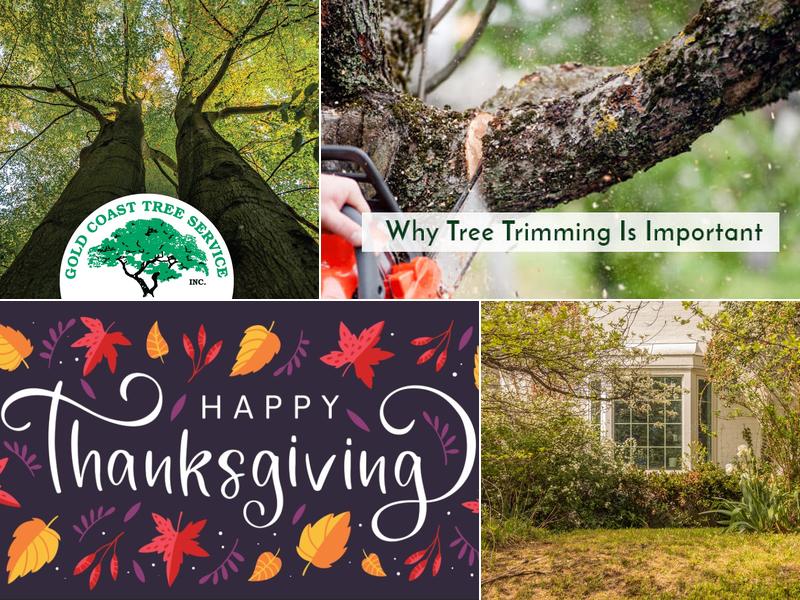 Gold Coast Tree Service