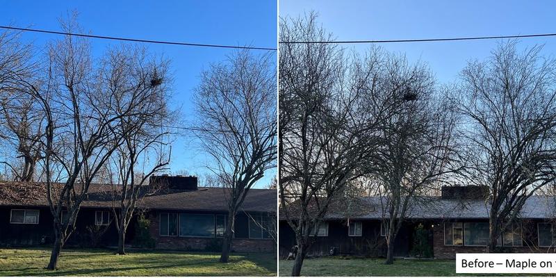 August Hunicke Arborist