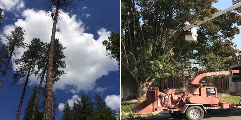 John's Tree Services