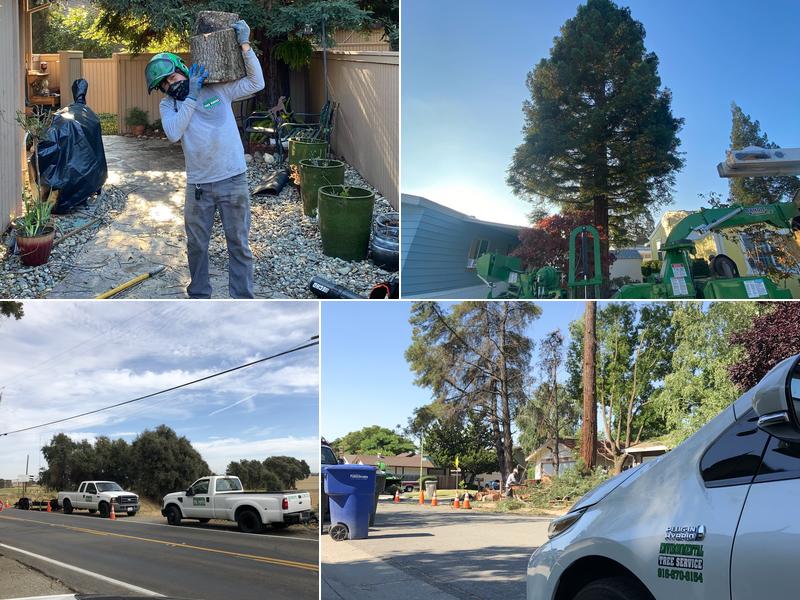 Environmental Tree Service