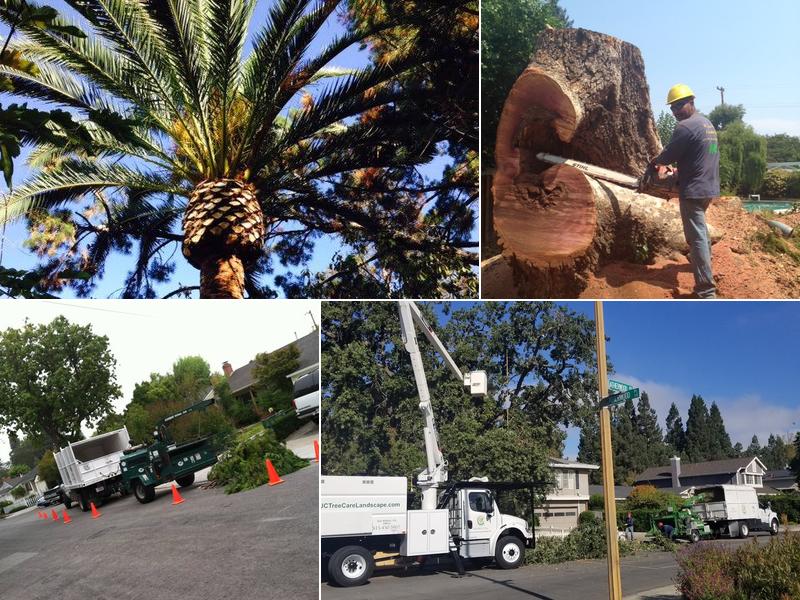 JC Tree Care & Landscape