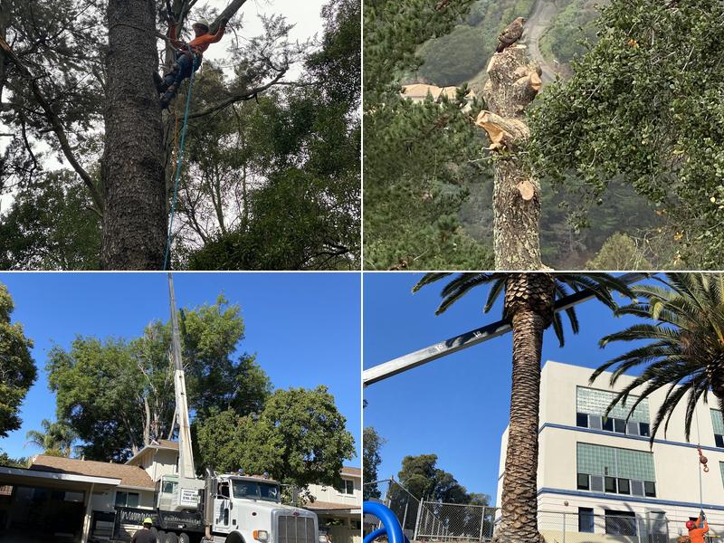 Graham Tree Services Inc