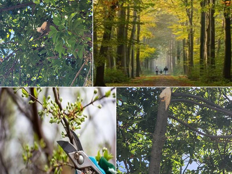 Adolph's A-1 Tree Service A Partnership