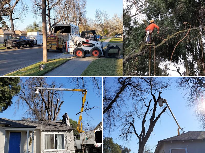 Gomez Tree Service