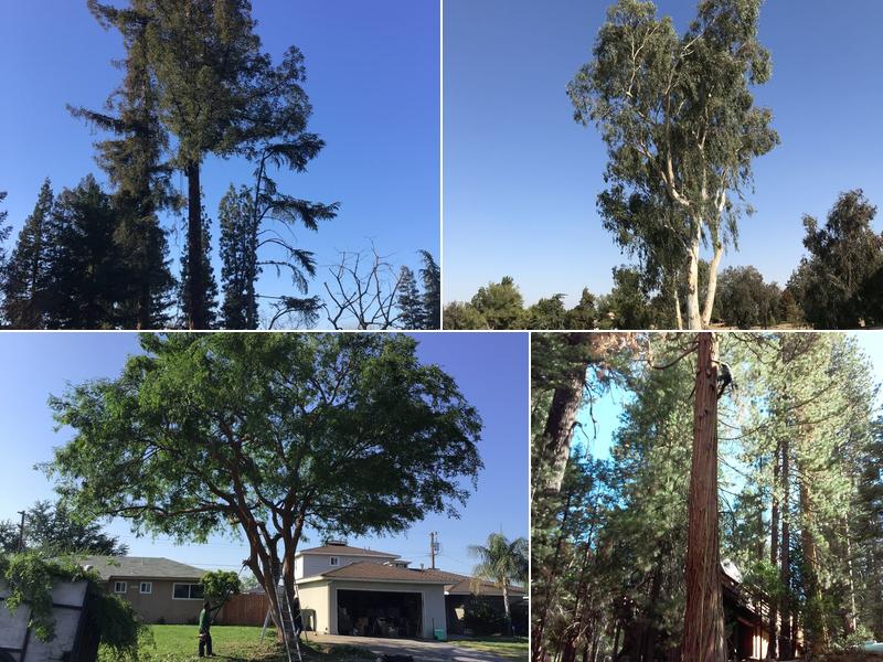 Alan's Tree Services