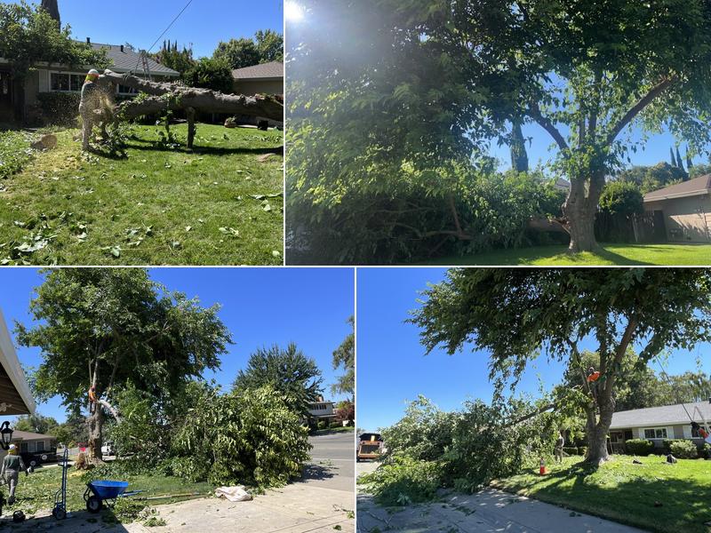 Greenwood tree service