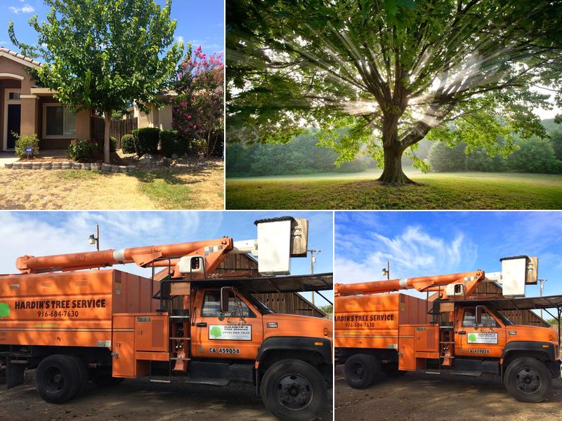 Hardin's Tree Service