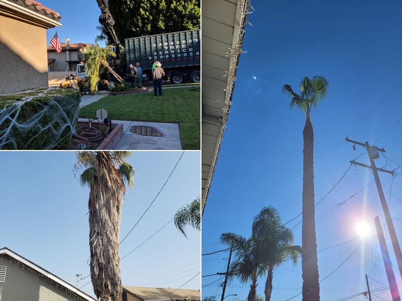 Camacho's Tree Service Inc