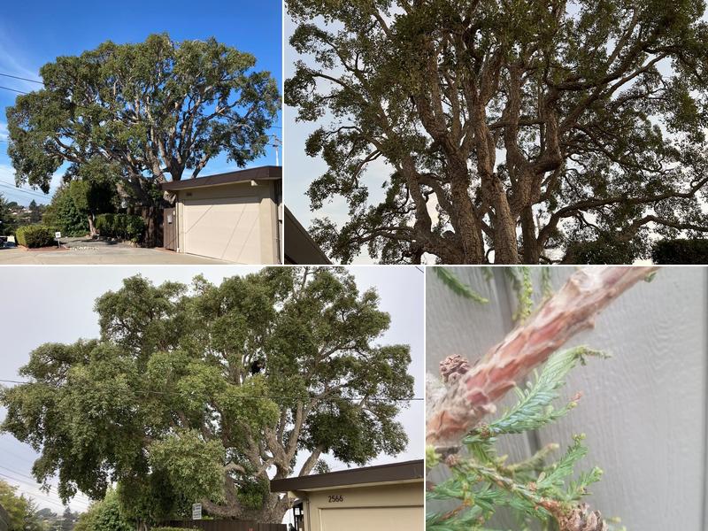 Matthew Bowman Complete Tree