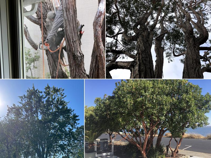 Brende & Lamb Tree & Shrub Care