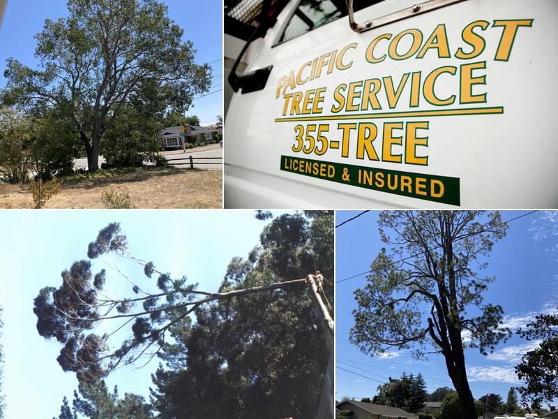 Pacific Coast Tree Services Inc
