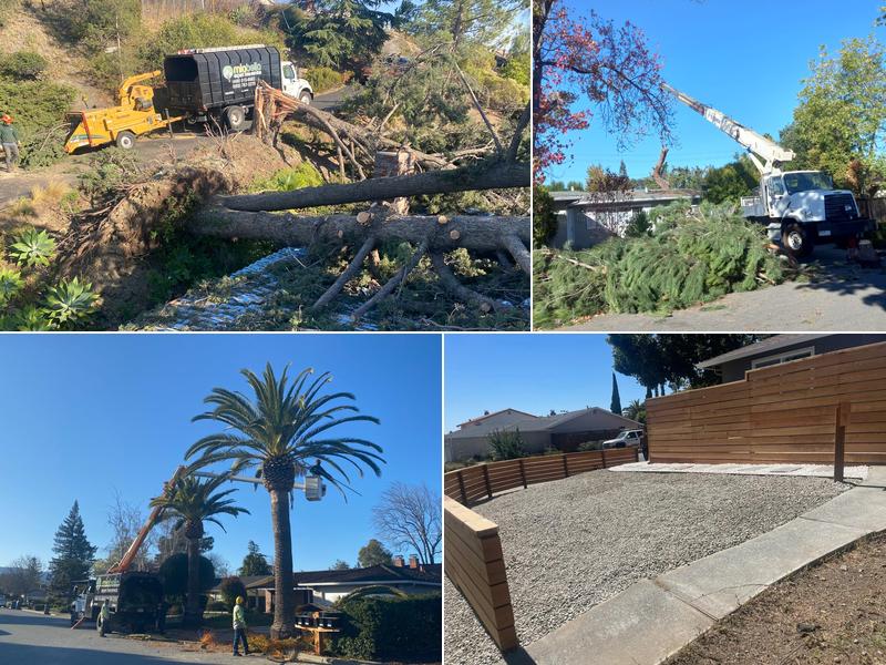 Miabella Experts Tree Service inc