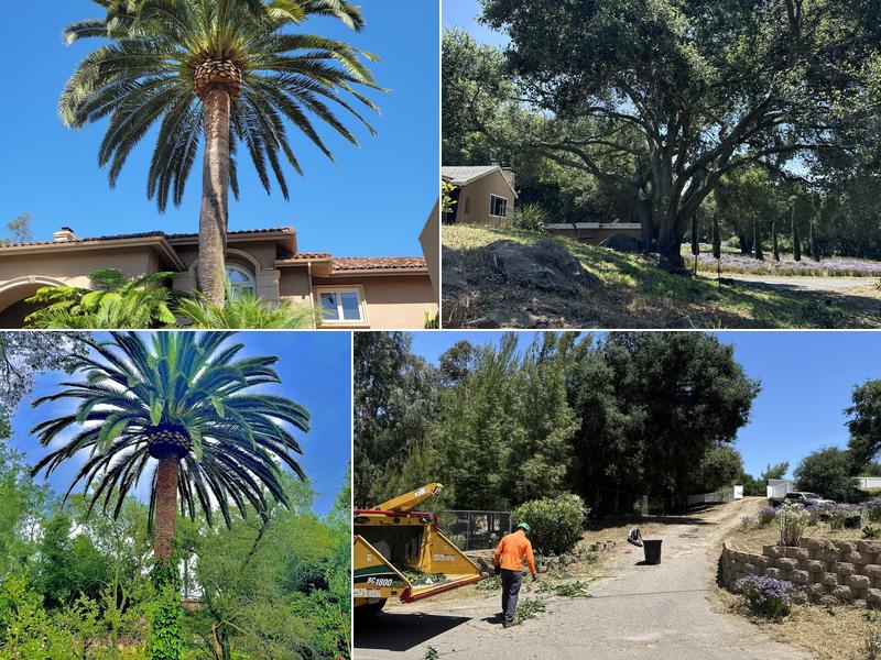 Top Notch Tree Care, Inc.