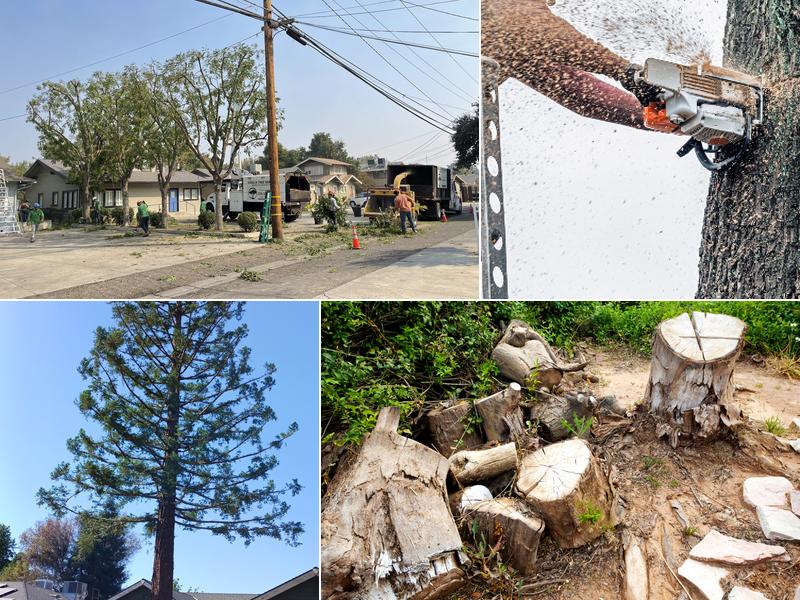Visalia Tree Service, LLC