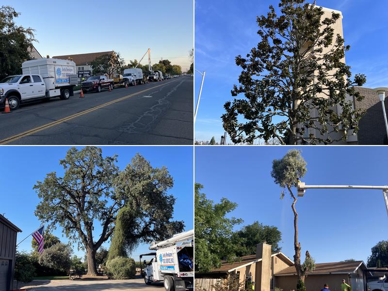 Jack Benigno Tree Services