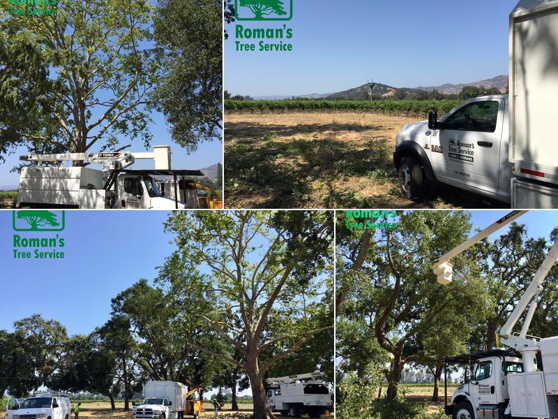 Romans Tree Service, Inc.