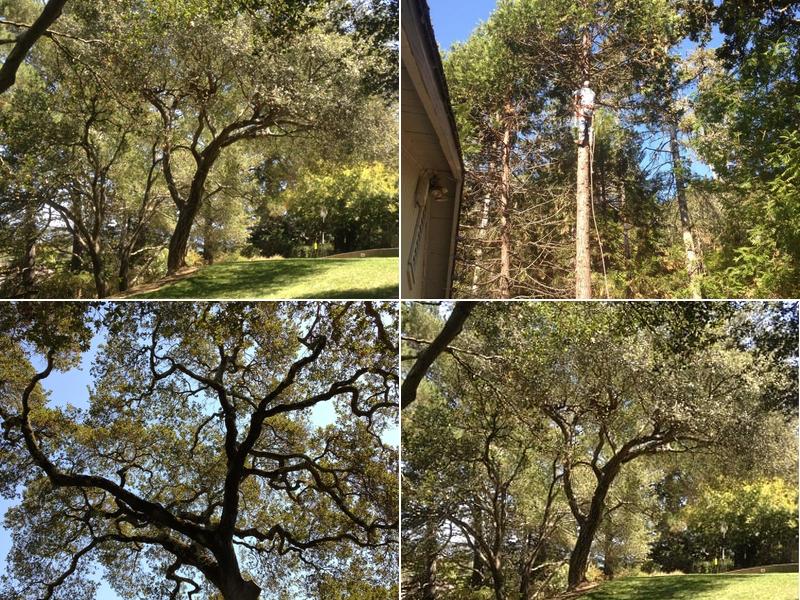 Wallace Tree Service Experts