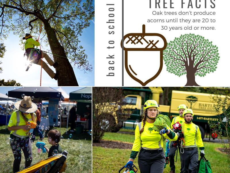 Bartlett Tree Experts